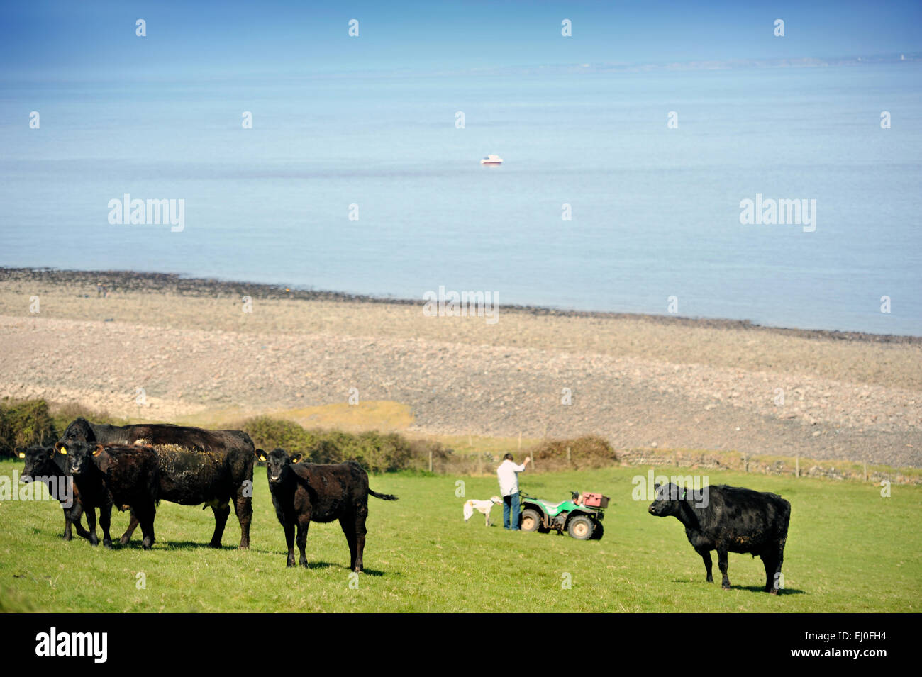 Un contadino con il suo allevamento bovino in Greenaleigh baia vicino a Minehead, Somerset REGNO UNITO Foto Stock