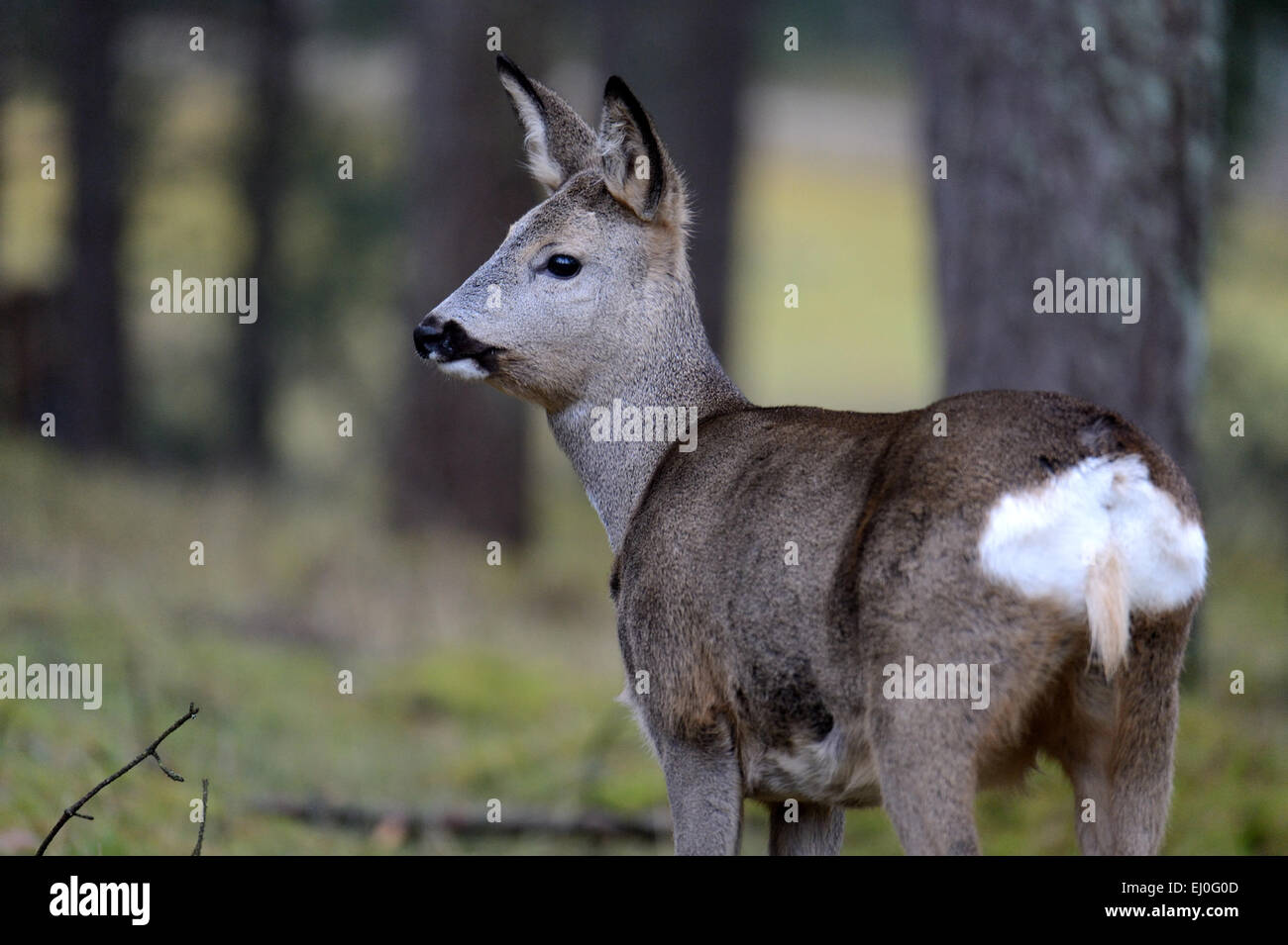 Capriolo, animale, foresta di Capriolo, Capreolus capreolus, animali biungulati, ruminats, legno, foresta, natura, animali selvatici, fores Foto Stock