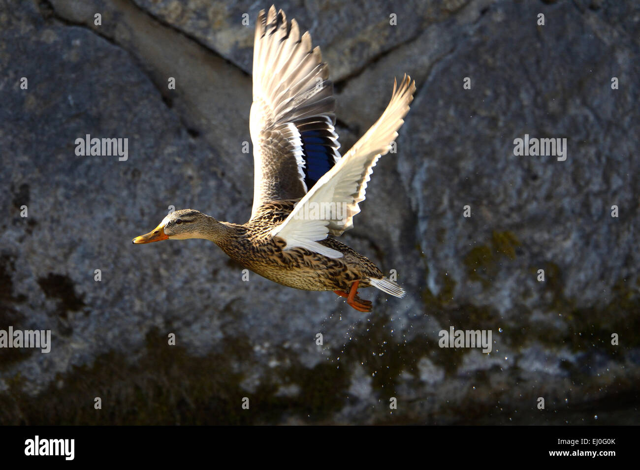 Duck, germano reale, anatre selvatiche, diving duck, anatre, uccelli acquatici, acqua bird, Anas platyrhynchos, uccelli, uccelli, anatre selvatiche, germani reali, duc Foto Stock