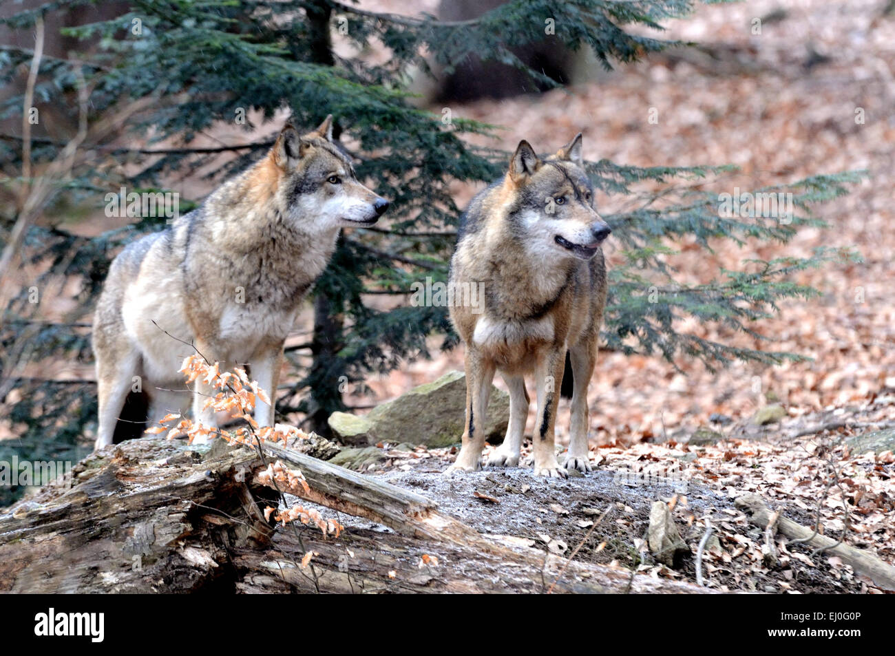 Lupo, animale, lupi, legno, foresta, due, Germania, Europa, predatori, lupo, canidi, Canis lupus lycaon, Foto Stock