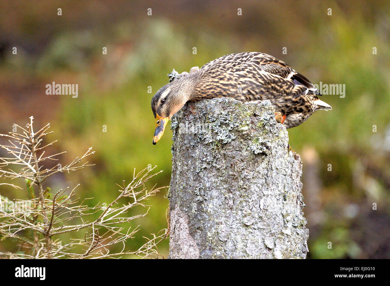 Duck, germano reale, anatre selvatiche, diving duck, anatre, uccelli acquatici, acqua bird, Anas platyrhynchos, uccelli, uccelli, anatre selvatiche, germani reali, duc Foto Stock