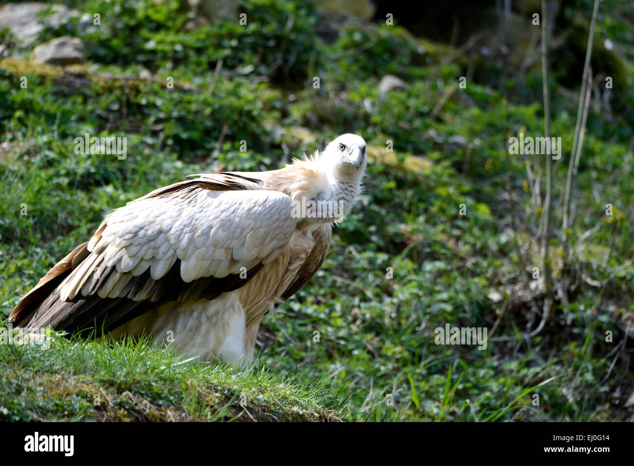 Dorso bianco vulture, Gyps africanus, Gyps, accipitrids, gli avvoltoi del vecchio mondo avvoltoi, uccelli, decontaminanti, Germania, Europa Foto Stock