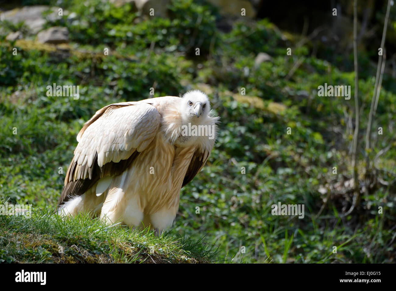 Dorso bianco vulture, Gyps africanus, Gyps, accipitrids, gli avvoltoi del vecchio mondo avvoltoi, uccelli, decontaminanti, Germania, Europa Foto Stock
