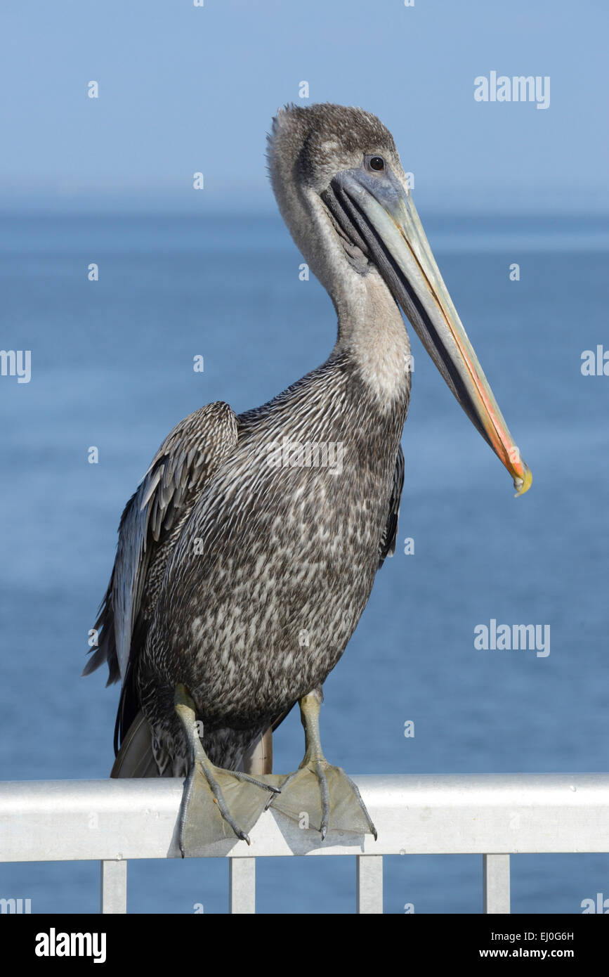 Stati Uniti d'America, Florida, Levy County, Gulf Coast, Cedar Key, Pelecanus occidentalis, Pellicano marrone Foto Stock