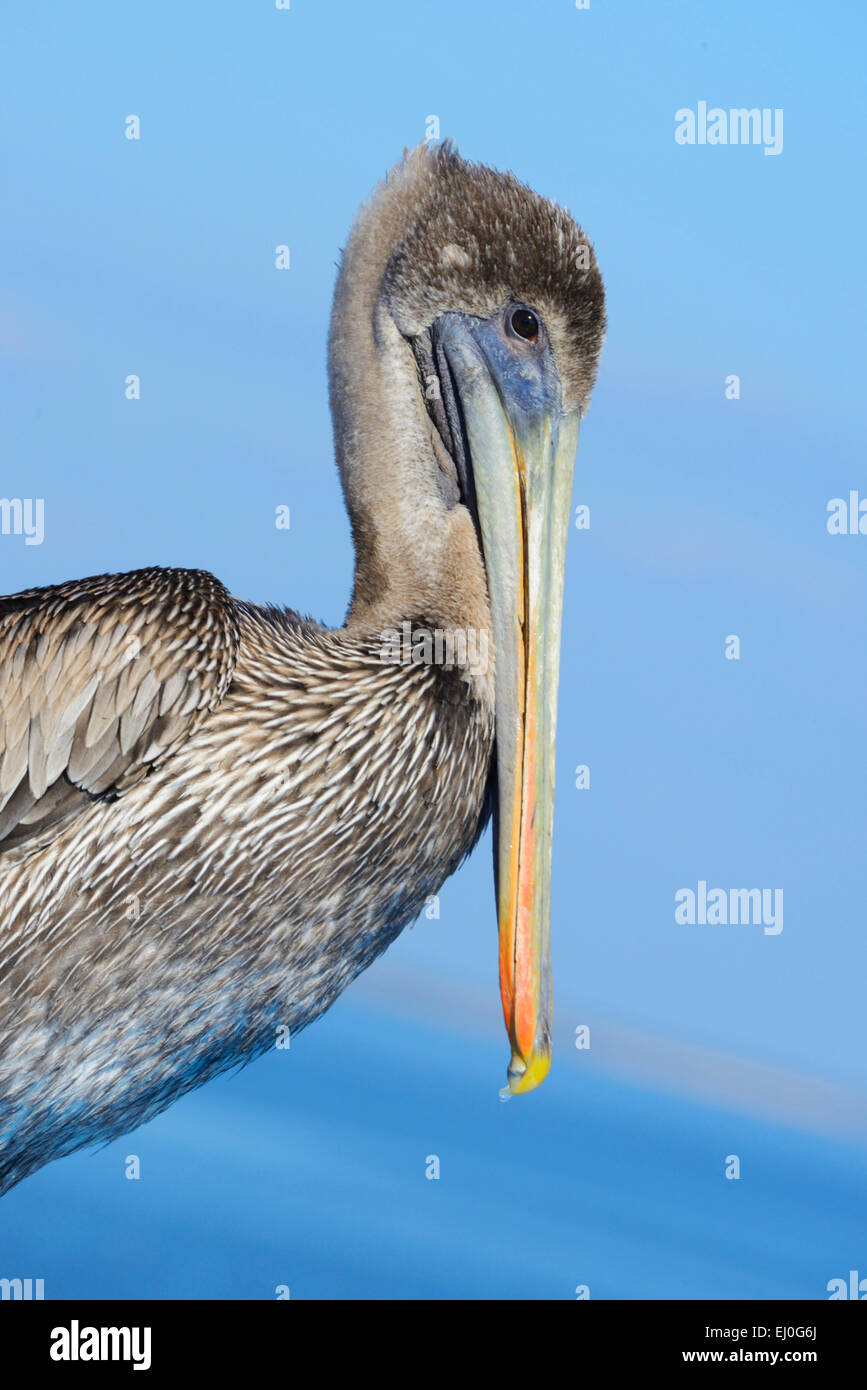 Stati Uniti d'America, Florida, Levy County, Cedar Key, Marrone Pelican, Pelecanus occidentalis Foto Stock