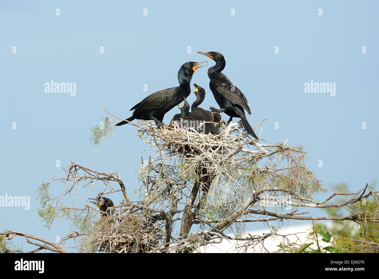 Stati Uniti d'America, Florida, Palm Beach County, Delray Beach, Wakodahatchee, zone umide, Phalacrocorax auritus, doppio di cormorani crestato Foto Stock