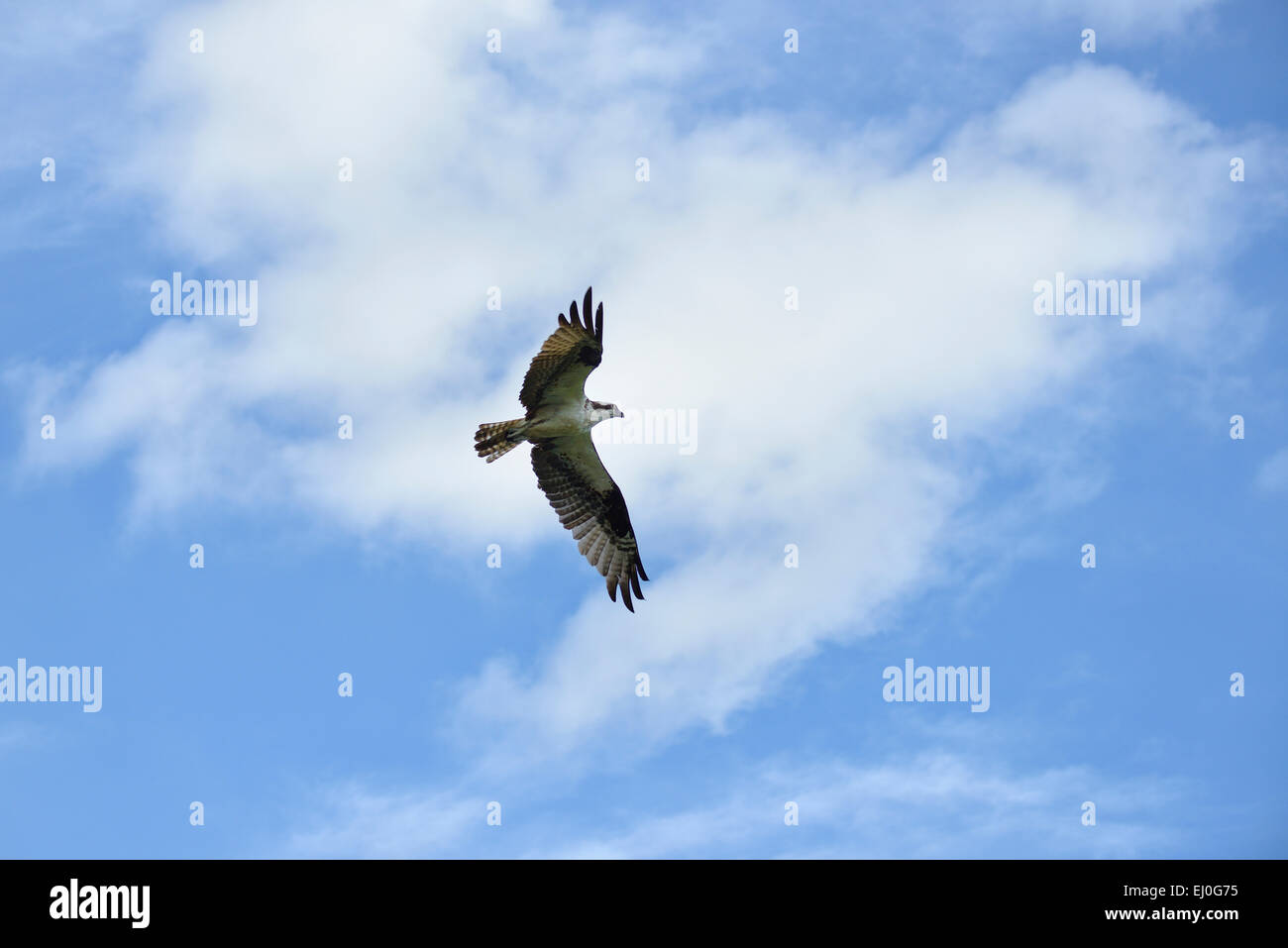 Stati Uniti d'America, Florida, Palm Beach County, Delray Beach, Wakodahatchee, zone umide, osprey in pieno volo Foto Stock