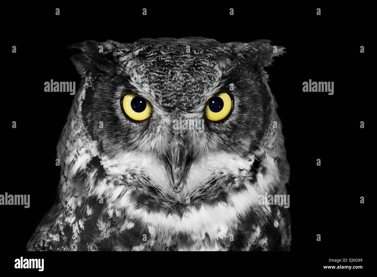 Grande gufo cornuto, Bubo virginianus, in bianco e nero tranne gli occhi gialli Foto Stock
