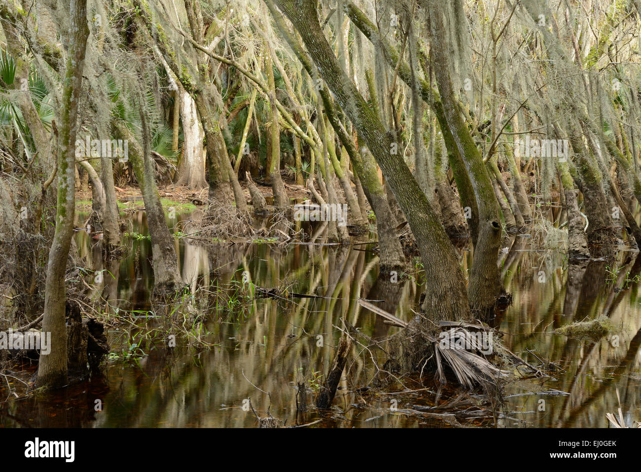 Stati Uniti d'America, Florida, Myakka River State Park, palude foresta Foto Stock