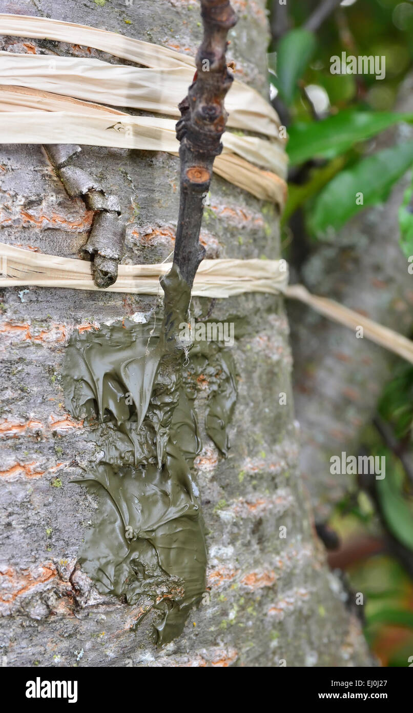 Innesto di una fuiting commerciale cherry scion (ramoscello) su una ciliegia selvatica stock, utilizzando il lato bud tecnica Foto Stock