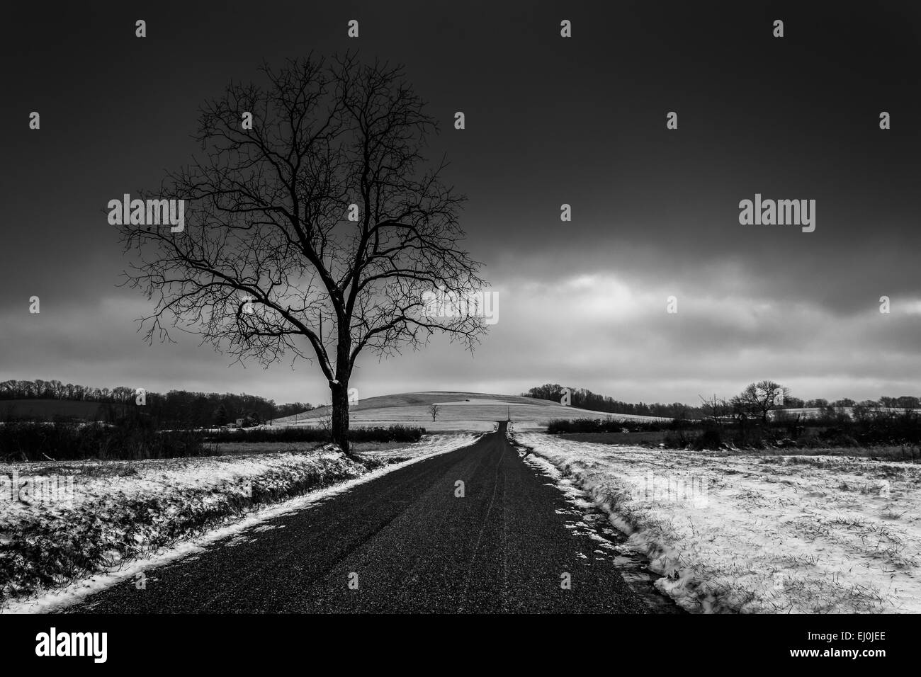 Albero lungo una strada attraverso la coperta di neve i campi agricoli nelle zone rurali a York County, Pennsylvania. Foto Stock