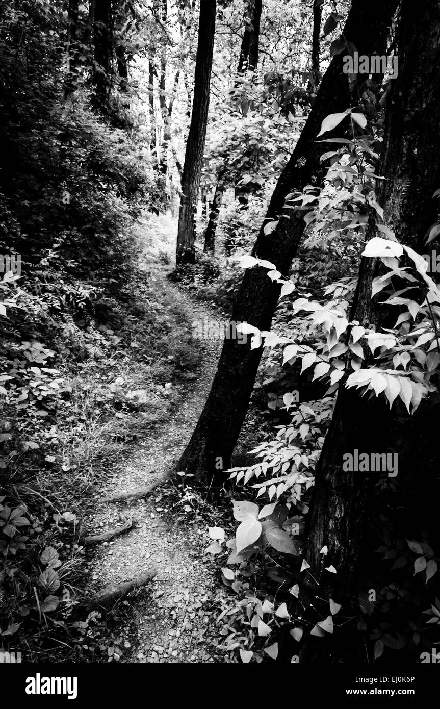 Alberi lungo un sentiero attraverso la lussureggiante foresta verde in stato Codorus Park, Pennsylvania. Foto Stock