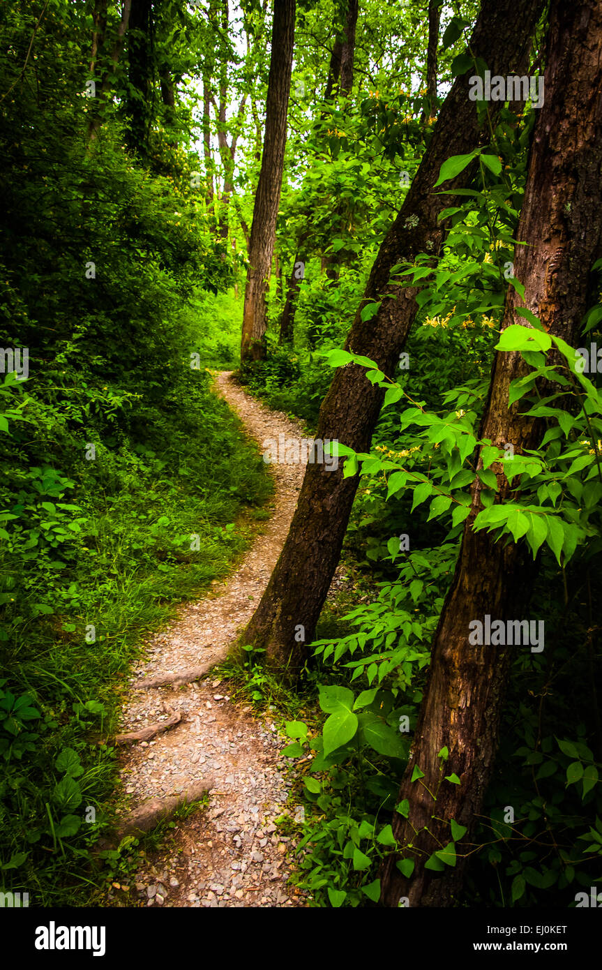 Alberi lungo un sentiero attraverso la lussureggiante foresta verde in stato Codorus Park, Pennsylvania. Foto Stock