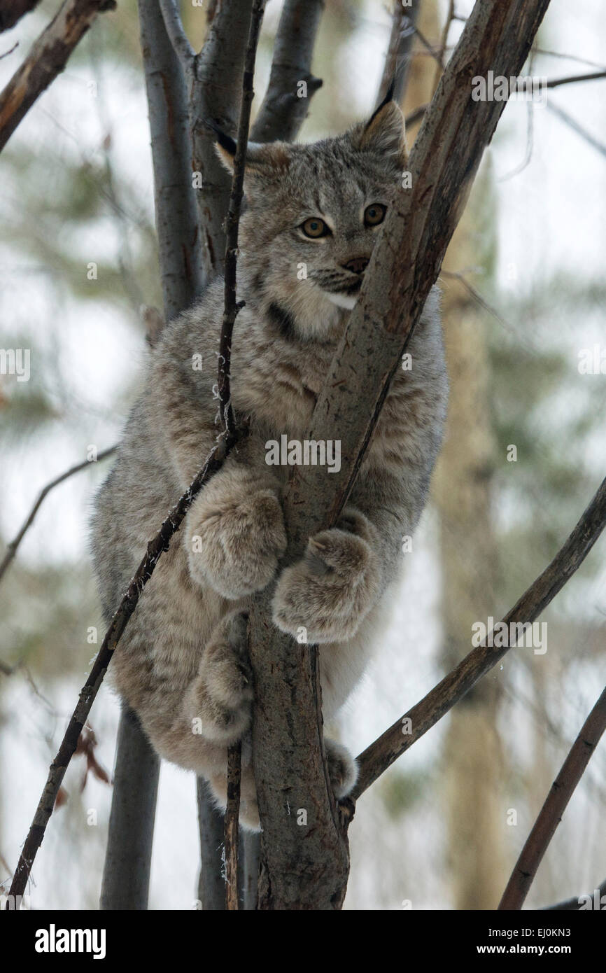 Canada, Lynx Lynx canadensis, Yukon, Canada, lynx, animale, inverno, struttura ad albero Foto Stock