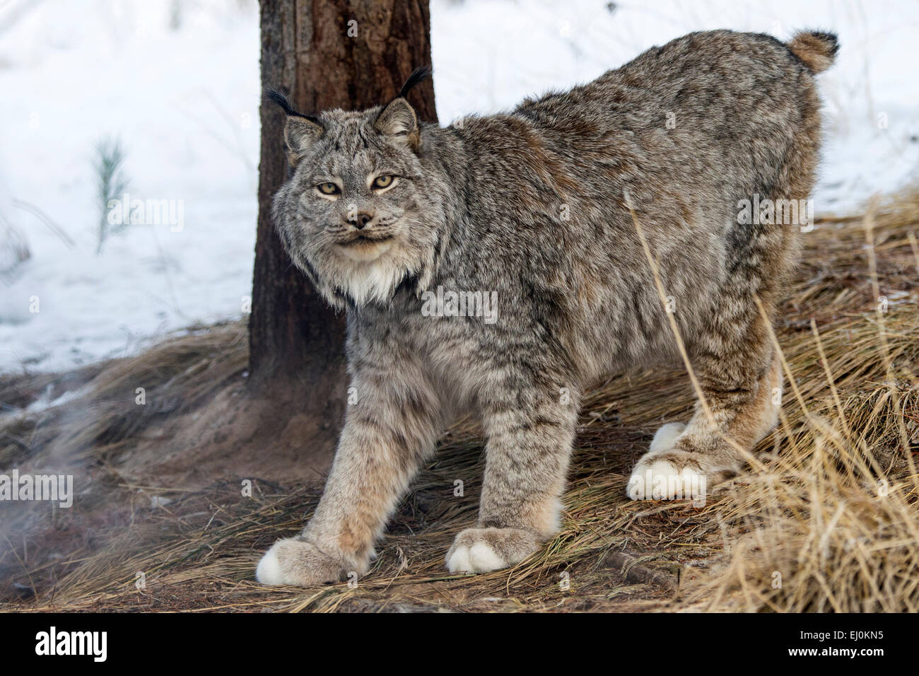 Canada, Lynx Lynx canadensis, Yukon, Canada, lynx, animale, inverno Foto Stock