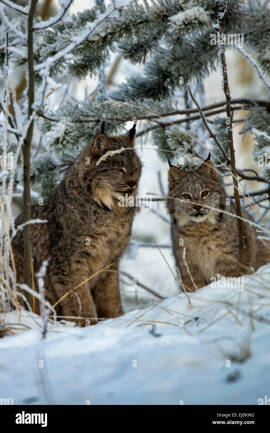 Canada, Lynx Lynx canadensis, Yukon, Canada, lynx, animale, inverno Foto Stock