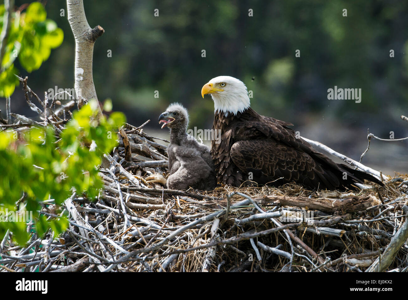 Aquila calva, Haliaeetus leucocephalus, nesting, Yukon, Canada, Eagle, bird, giovani Foto Stock