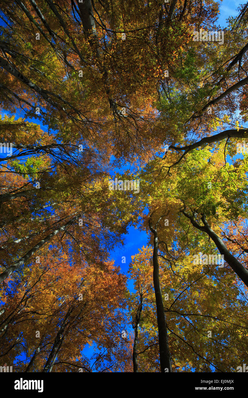 Albero, tronco, foglia, foglie, faggio, foresta di faggio, alberi, autunno, sky, fogliame, latifoglie latifoglie caducifoglie fo Foto Stock