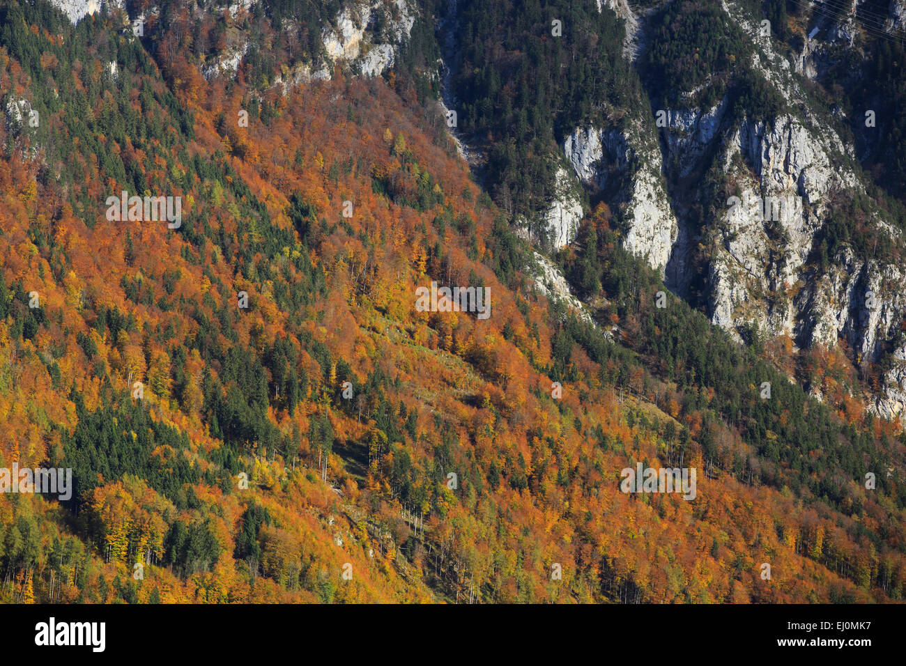 Albero, faggio, foresta di faggio, alberi, dettaglio, abeti rossi, Canton Glarona, autunno, sfondo, Fogliame, foglie albero, bosco di latifoglie, mi Foto Stock