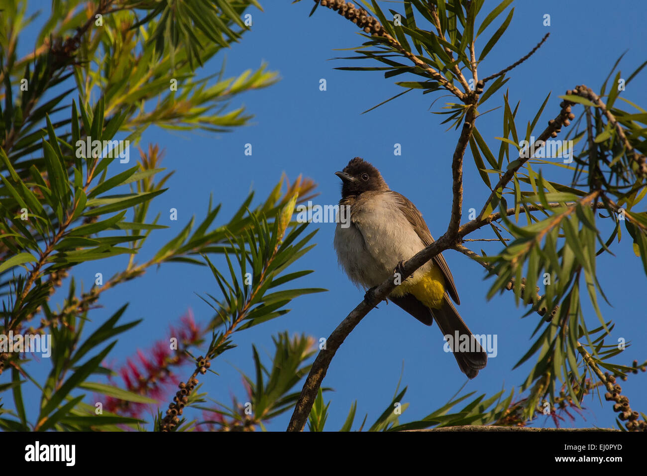 Africa, bulbul comune, Pycconotus barbatus, Lodge, viaggi, Tanzania Africa Orientale, animali, uccelli, uccelli, animali selvatici Foto Stock