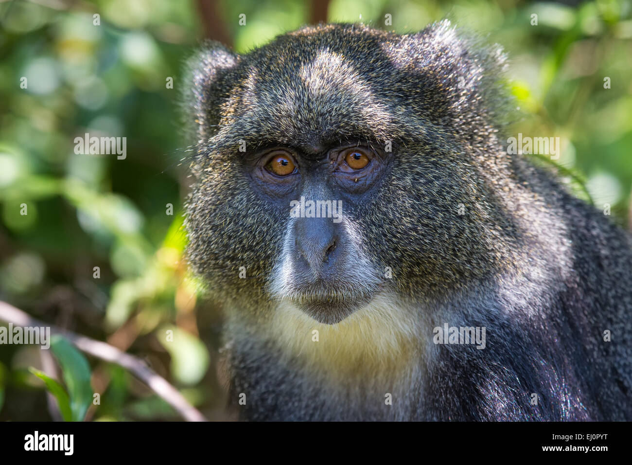 Le scimmie, Africa, Arusha, parco nazionale, guenon, scimmia, primati, viaggi, savana, mammiferi, Tanzania Africa Orientale, animali, wilde Foto Stock