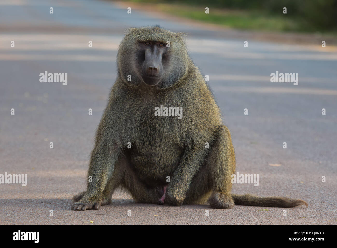 Le scimmie, Africa, Ngorongoro Conservation area, area di protezione, il cratere di Ngorongoro, babbuini, scimmie, primati, viaggi, mammiferi, Foto Stock