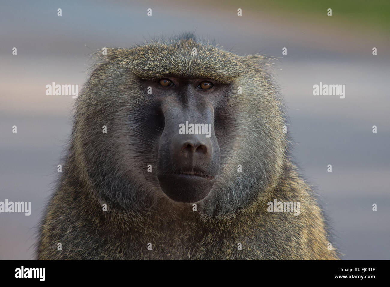 Le scimmie, Africa, Ngorongoro Conservation area, area di protezione, il cratere di Ngorongoro, babbuini, scimmie, primati, viaggi, mammiferi, Foto Stock
