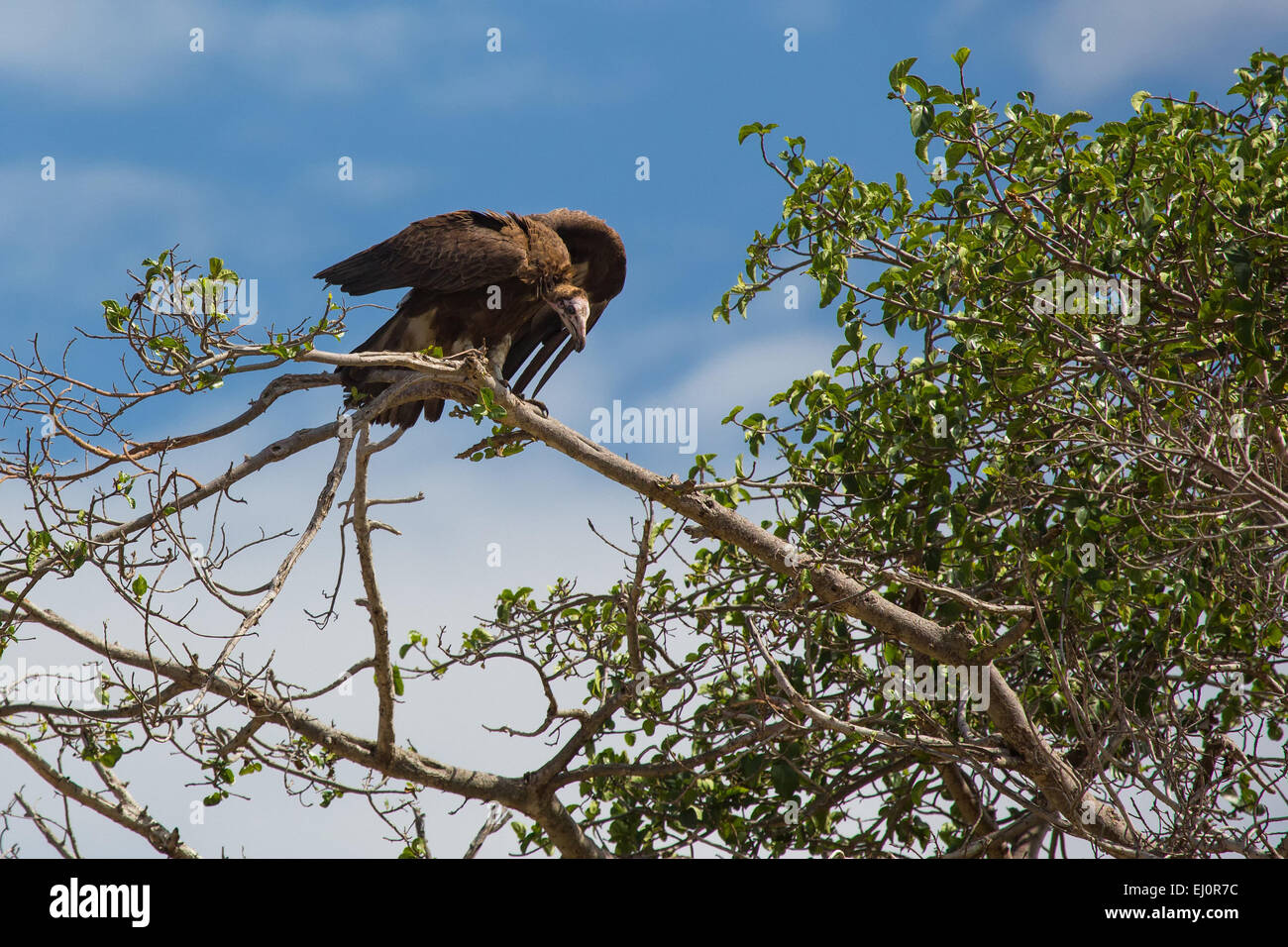 Africa, catturare uccelli, avvoltoio nubiano, torgos tracheliotus, avvoltoi, viaggi, savana, sporco vulture, Serengeti, Tanzania, Est Afri Foto Stock