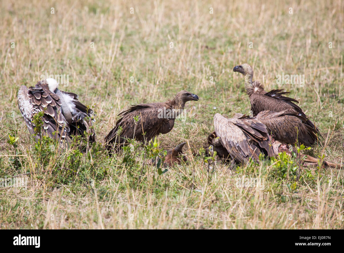 Africa, avvoltoio, afferrare gli uccelli, viaggi, savana, Serengeti, Rueppell il grifone, Gyps rueppellii, Tanzania Africa Orientale, animali, bir Foto Stock