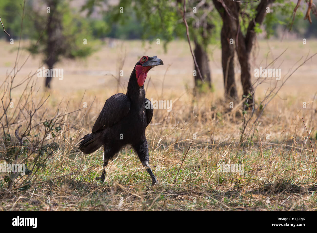 Africa, kaffir hornbill, bucorvus leadbeateri, massa hornbill, viaggi, savana, Serengeti, Tanzania Africa Orientale, animali, uccelli, Foto Stock