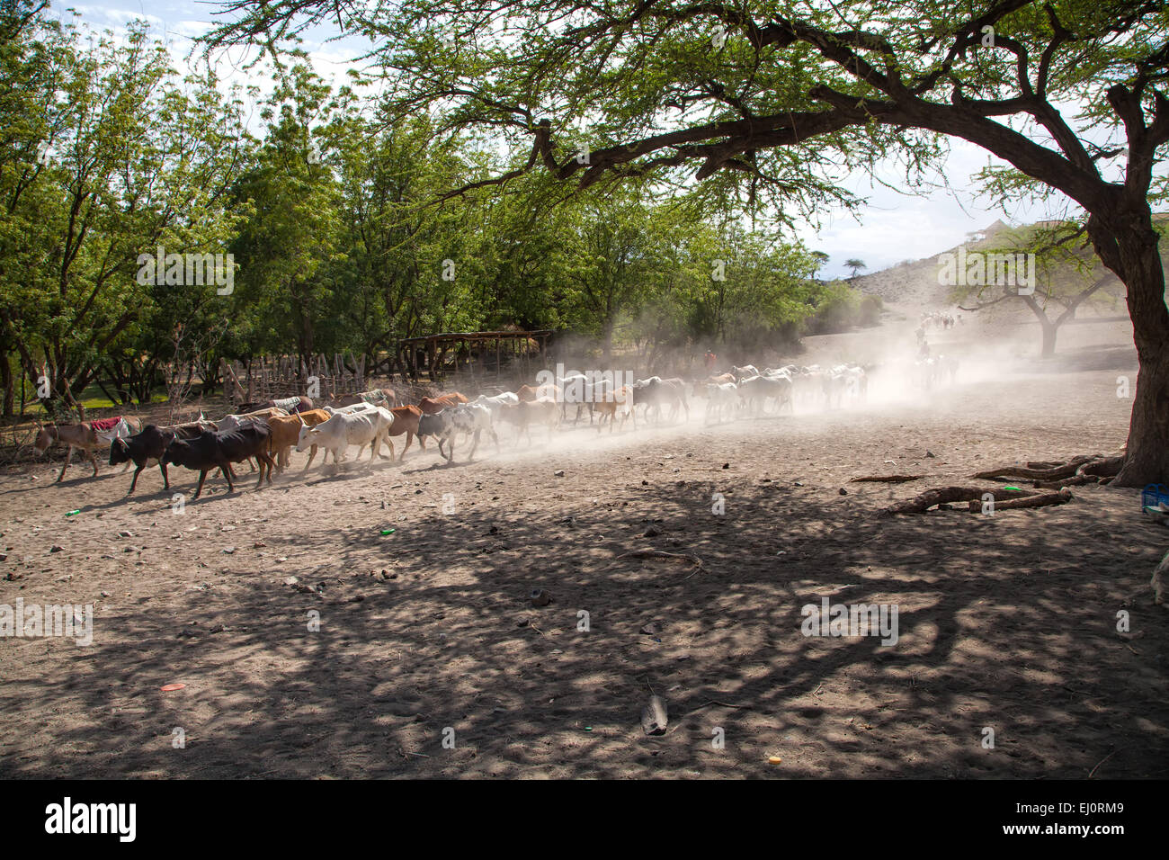 Africa, animali domestici, mucca, mucche, paesaggio, paesaggio, viaggi, mammiferi, Tanzania Africa Orientale, animale bestia, animali, Foto Stock