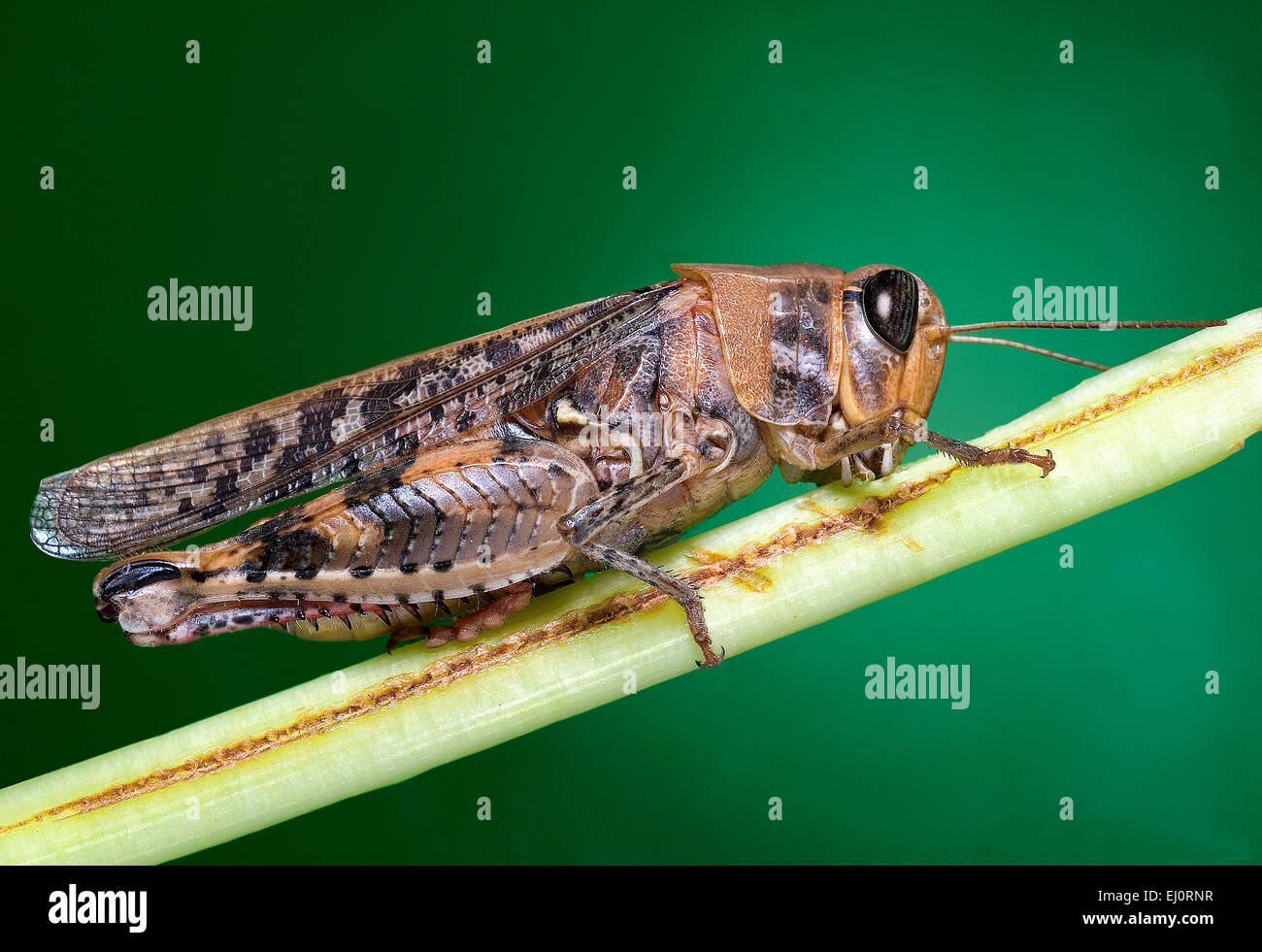 Brown grasshopper Foto Stock