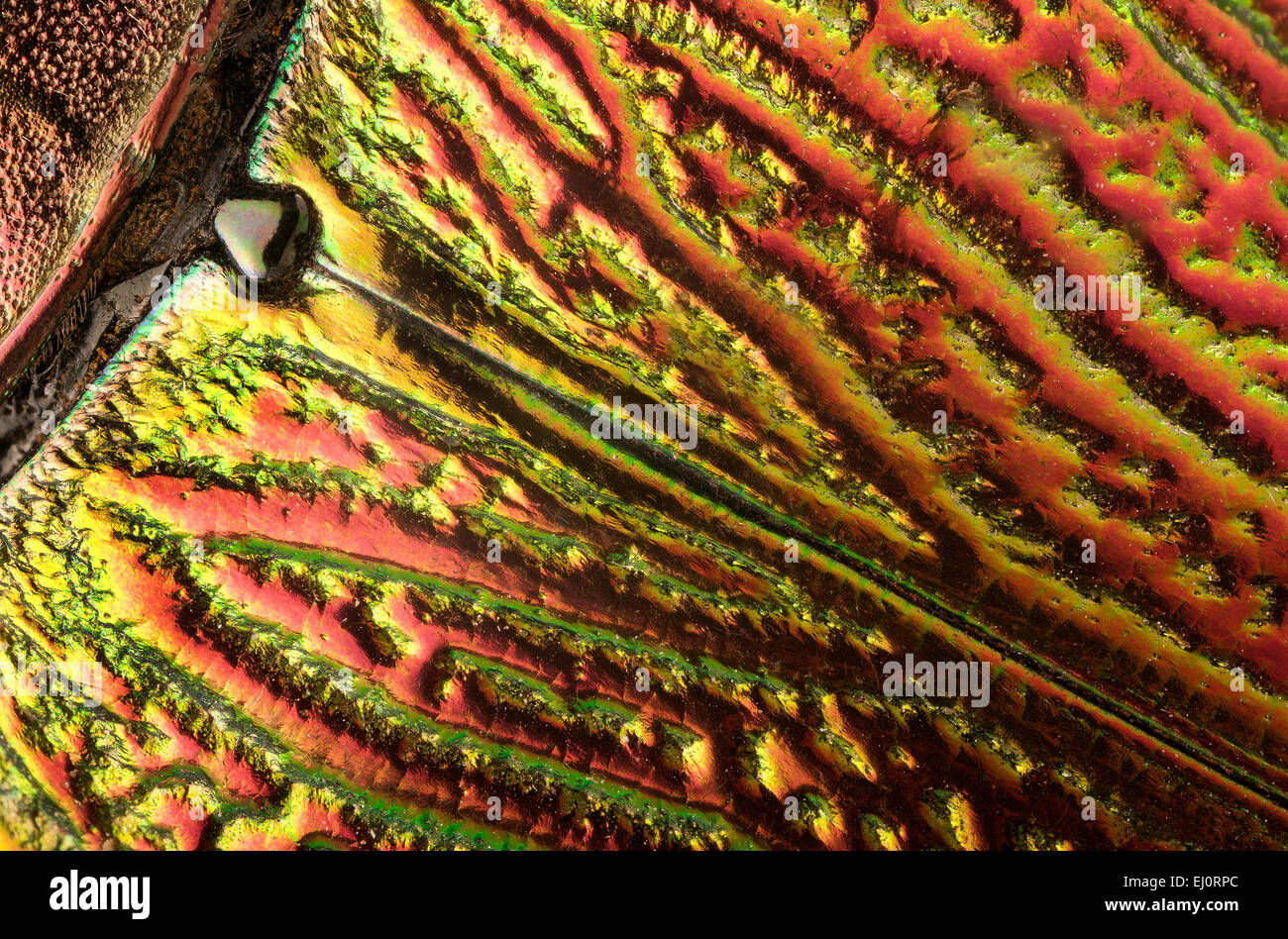 Euchroma gigantea, dettaglio del scutellum, Foto Stock
