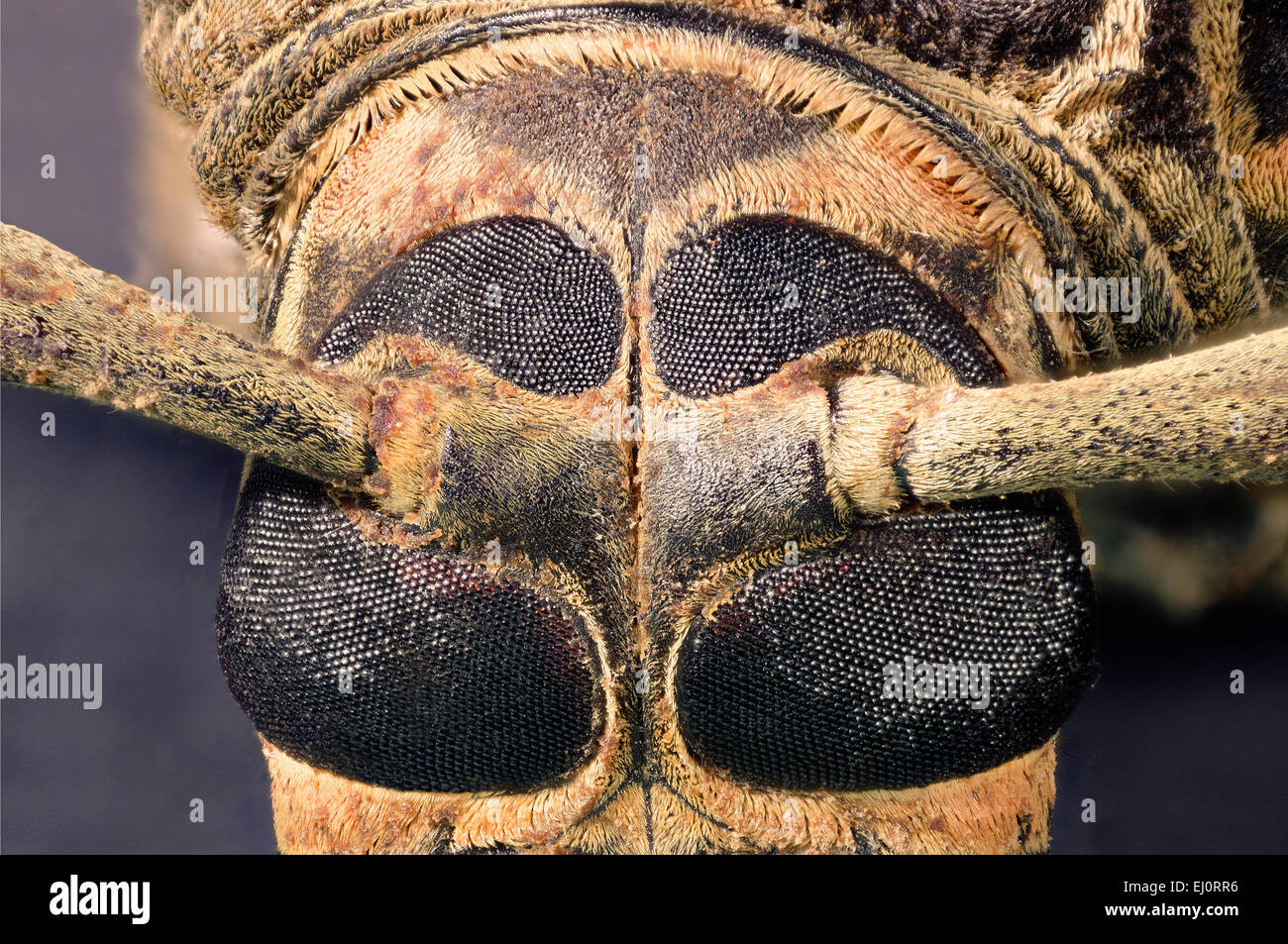 Acrocinus longimanus maschio, vista frontale Foto Stock