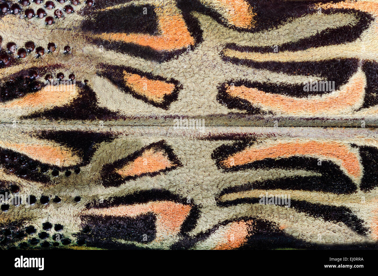 Acrocinus longimanus maschio, eliter particolare Foto Stock