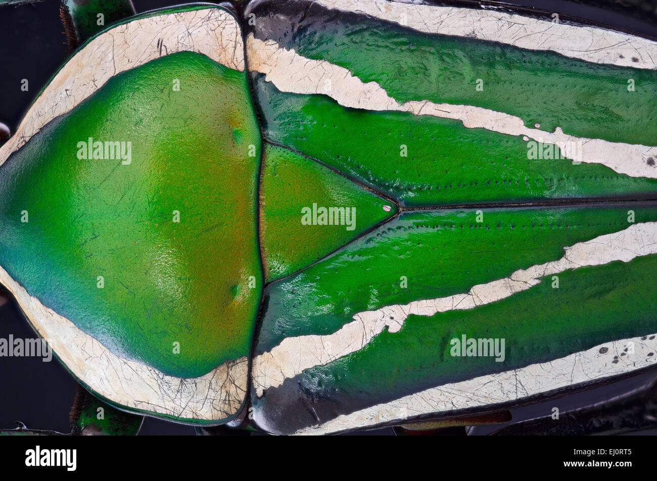 Dicronorhyna derbiana maschio, dettaglio del scutellum Foto Stock