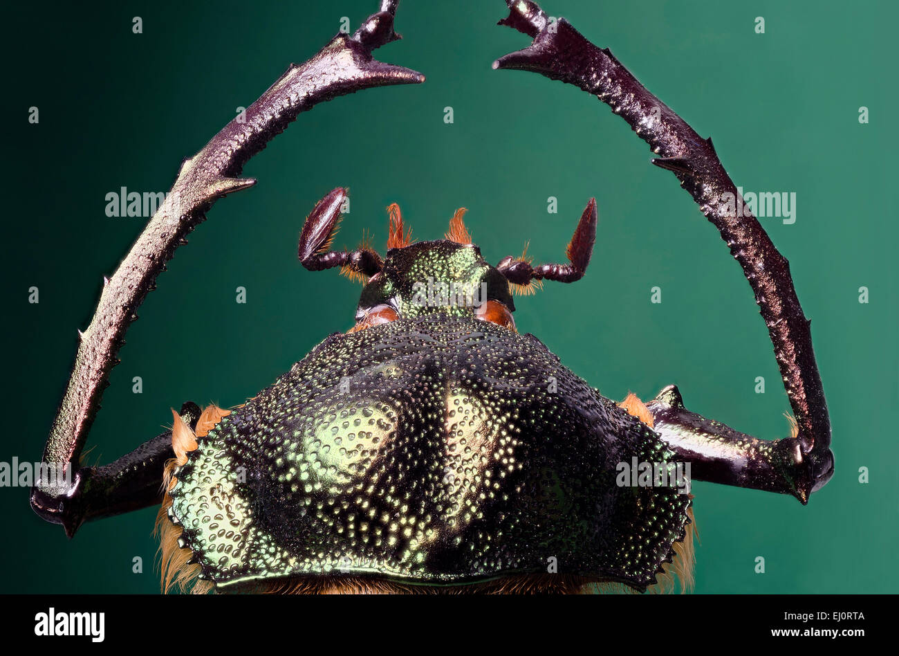 Cheirotonus macleayi maschio, dettaglio della testa Foto Stock