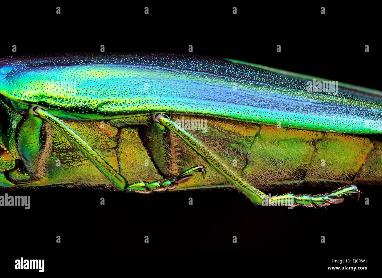 Crysochroa splendens, vista laterale Foto Stock