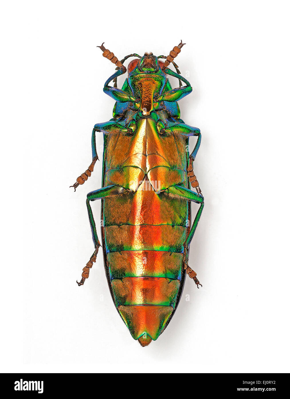 Chrysochroa saundersii, vista dal basso Foto Stock