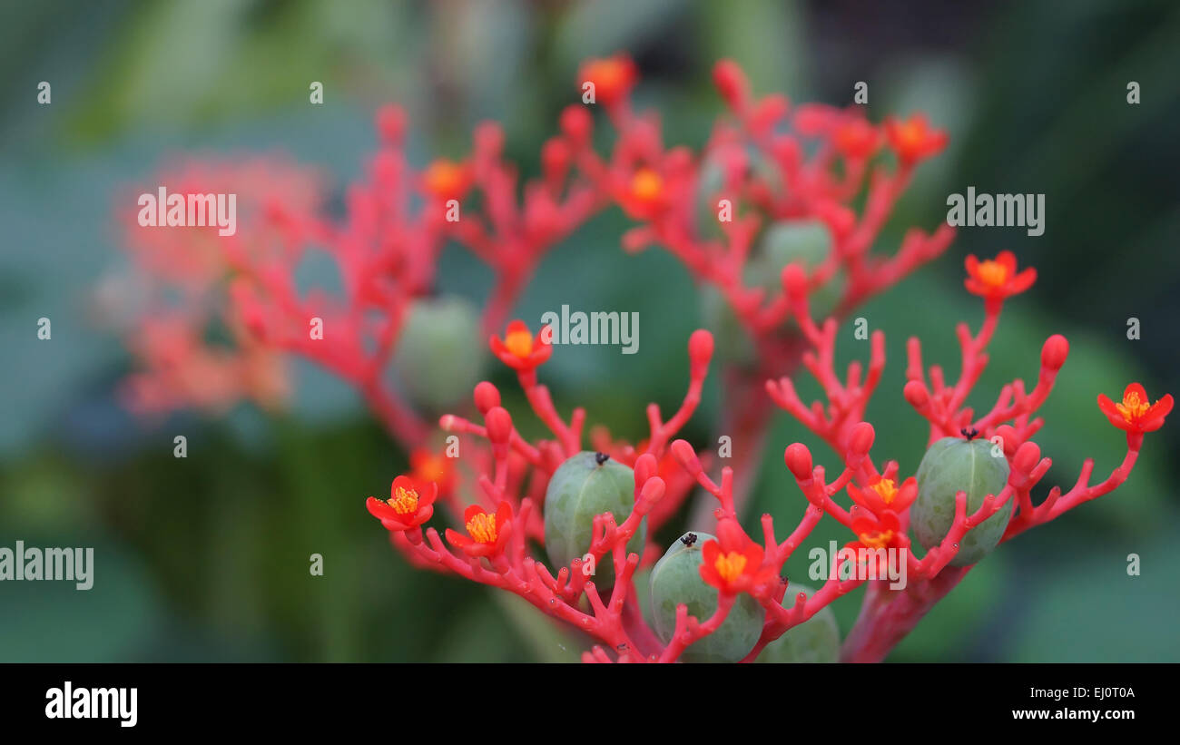 Pancia di Buddha plant(Jatropha podragrica) sfondo. Foto Stock