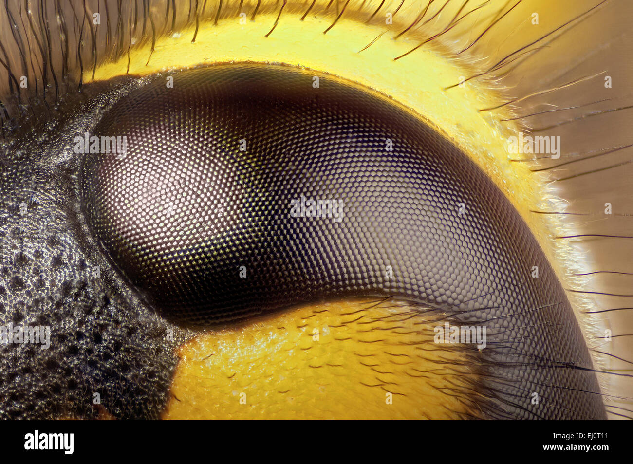 Occhio del comune di vespe, dettaglio del ommatidia Foto Stock