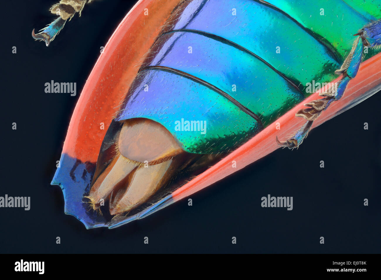 Metaxymorpha nigrofasciata, dettaglio di organo riproduttivo Foto Stock