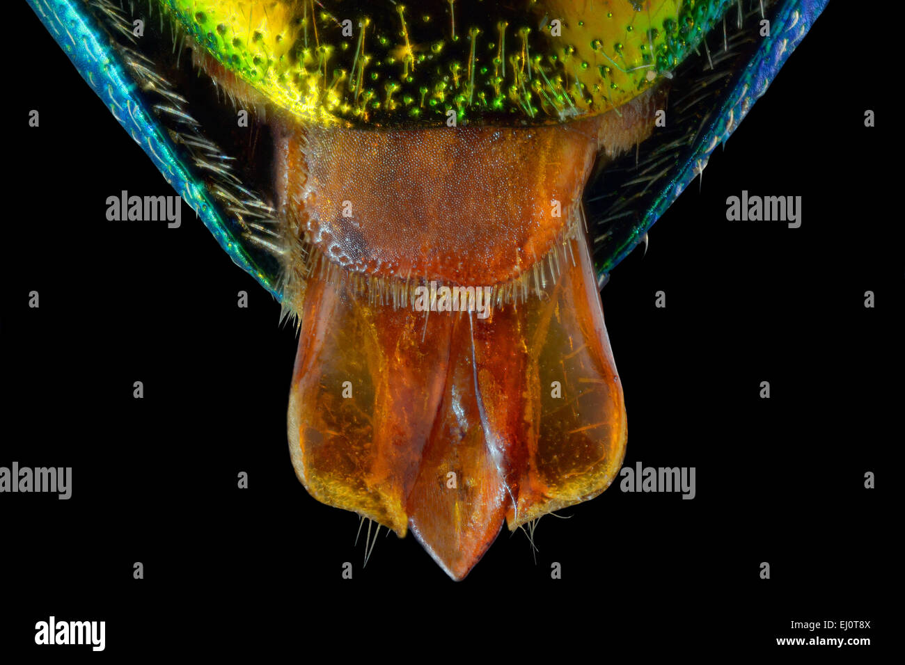 Stigmodera gratiosa, dettaglio di organo riproduttivo Foto Stock