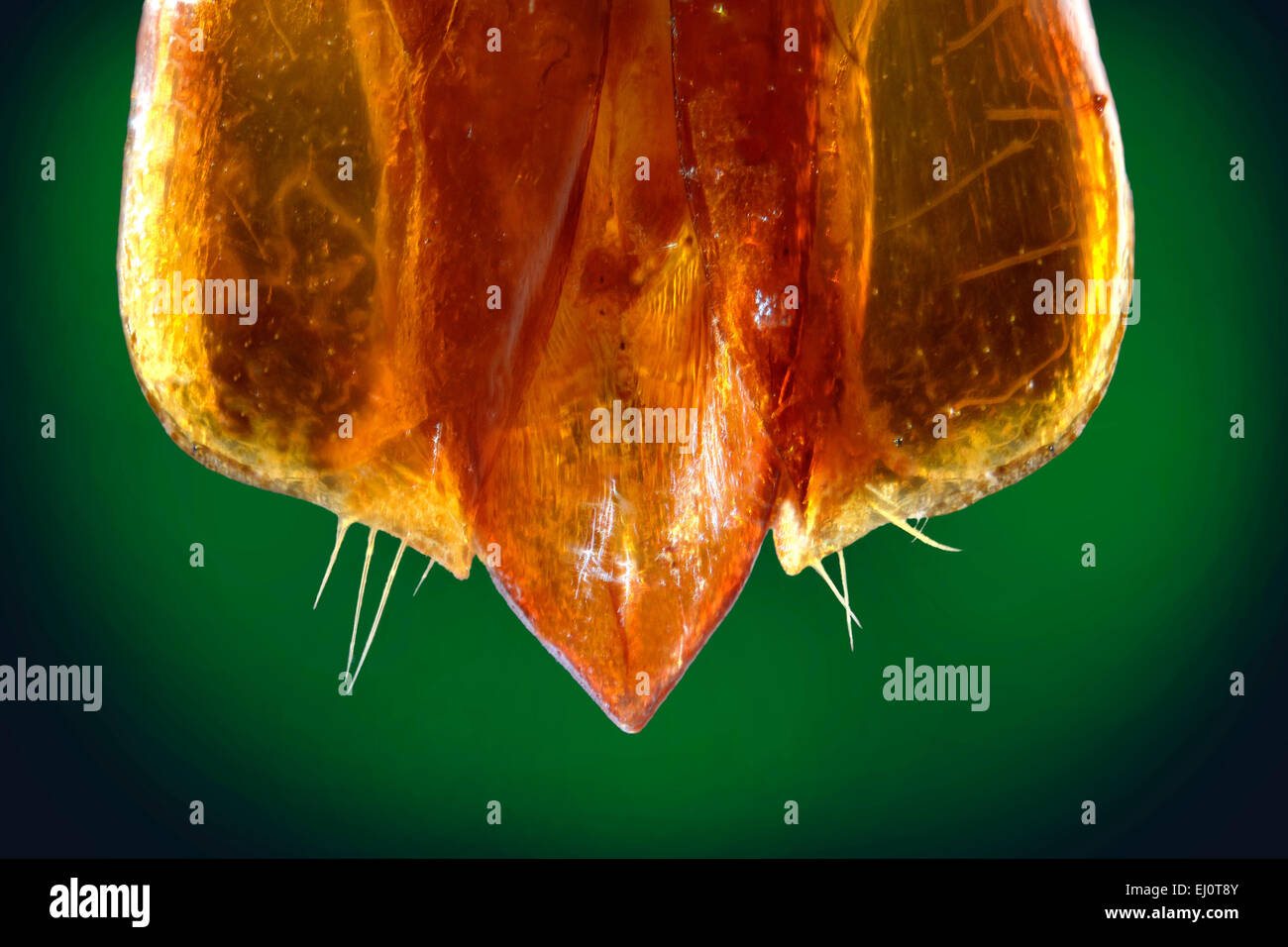Stigmodera gratiosa, dettaglio di organo riproduttivo Foto Stock