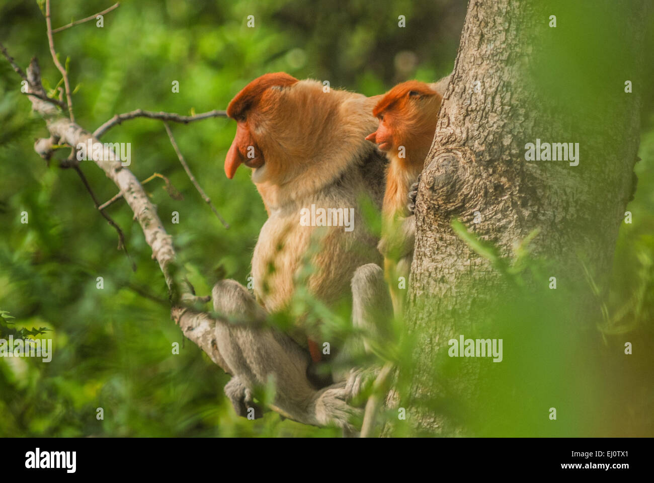 Famiglia di scimmia proboschi (Nasalis larvatus) nella foresta di mangrovie di Kalimantan, Indonesia. Foto Stock