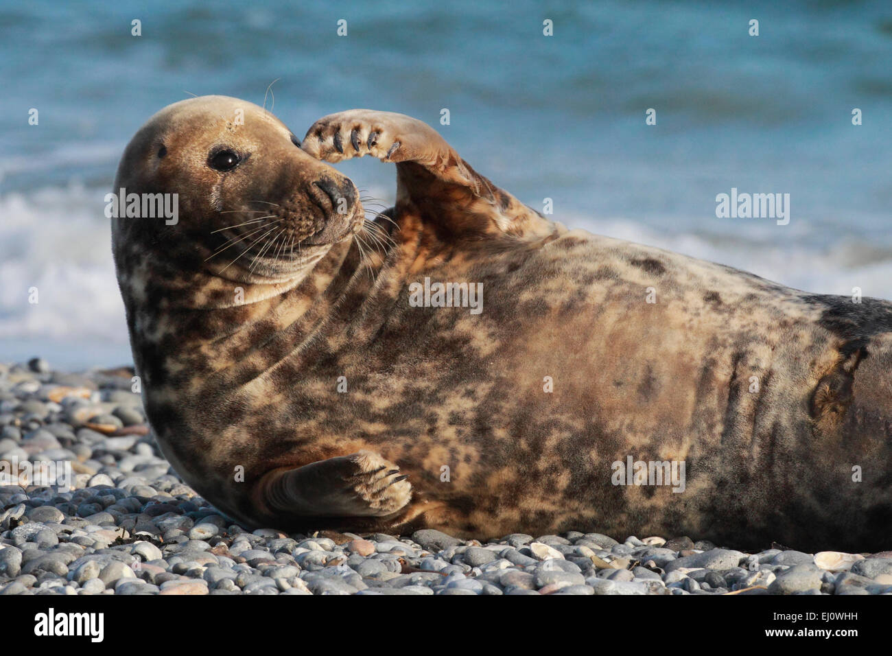 Germania, Europa, fin, saluto, Halichoerus grypus, Helgoland, dune, isola, isola, grigio guarnizione, costa, mare, mammifero marino, natura Foto Stock