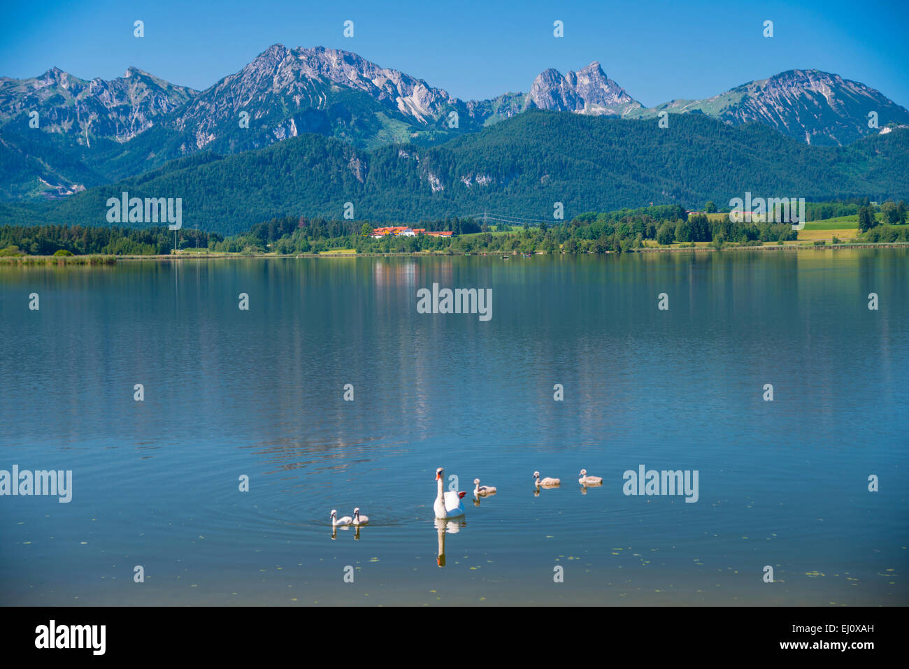 Regione di Allgäu, esterno, Baviera, Germania, Europa, fauna, Füssen corpo di acqua, cigni bianchi, Hopfensee, idyl, idilliaco, cigni, scenario, n Foto Stock