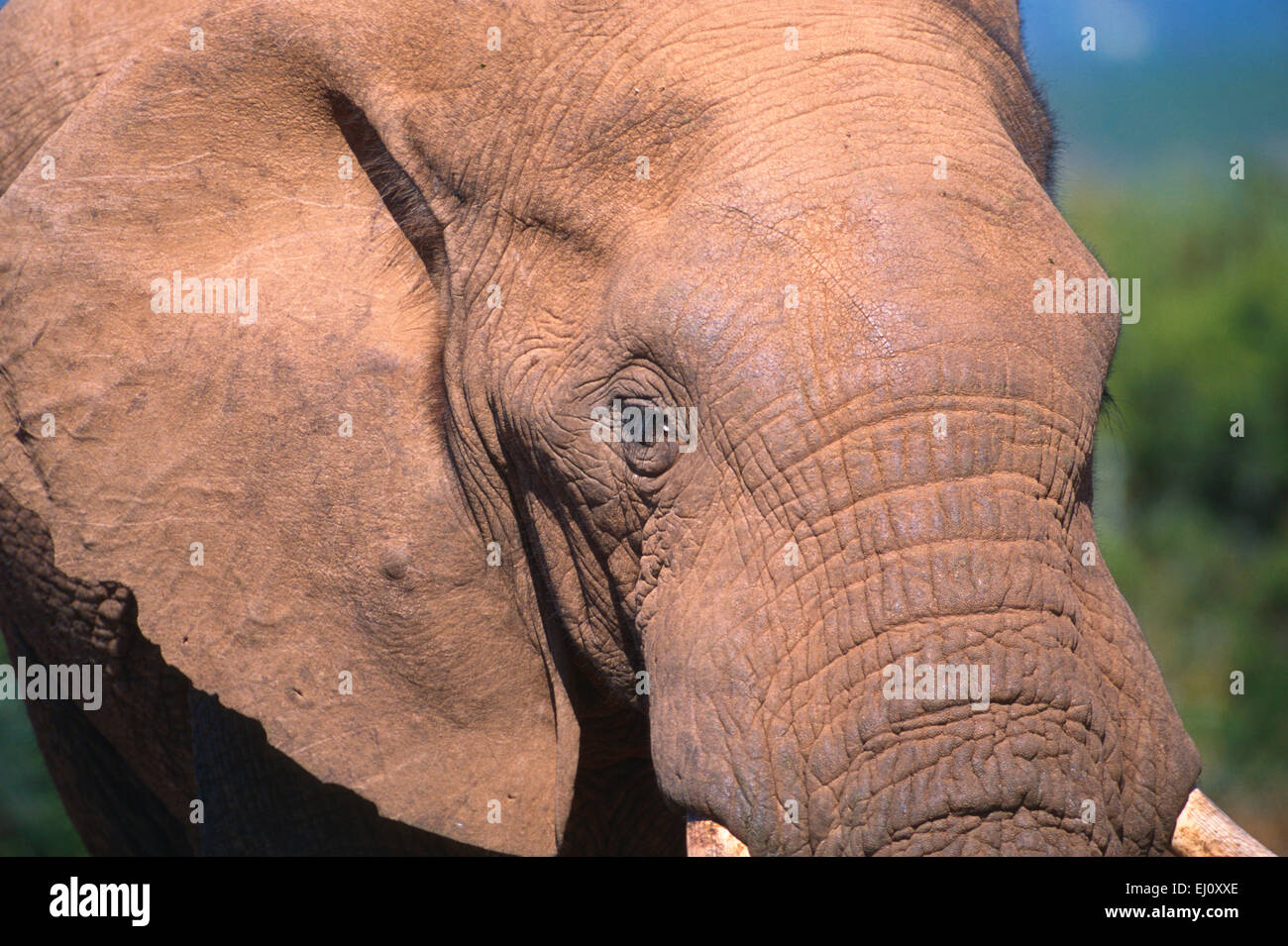 Elefante africano Loxodonta africana, Elephantidae, elefante, ritratto, mammifero, animale, Addo, National Park, Sud Afric Foto Stock