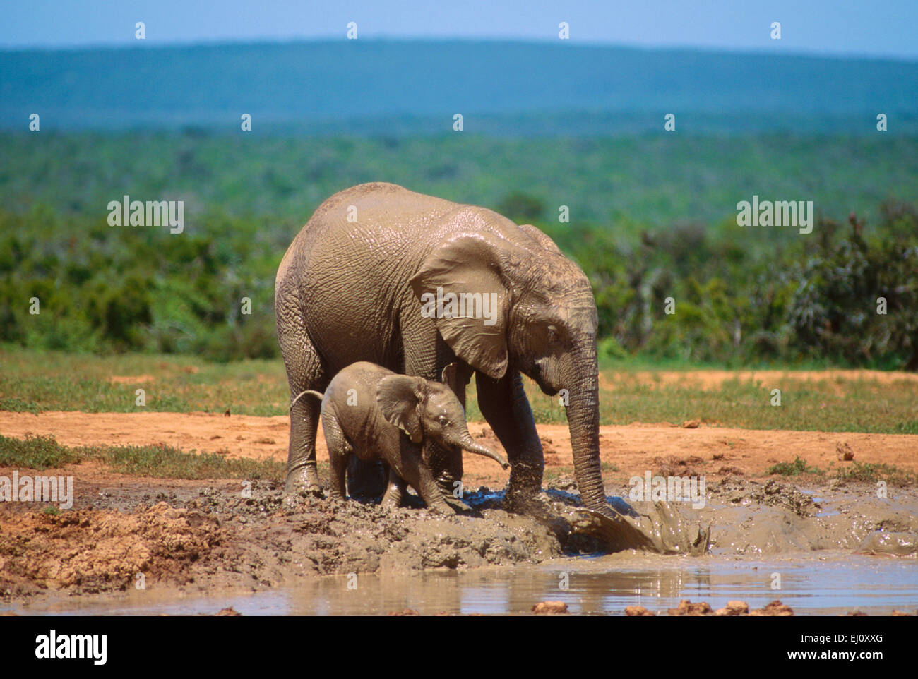 Elefante africano Loxodonta africana, Elephantidae, elefante, mucca, vitello, tutta l'acqua, mammifero, animale, Addo, NAZIONALE PAR Foto Stock