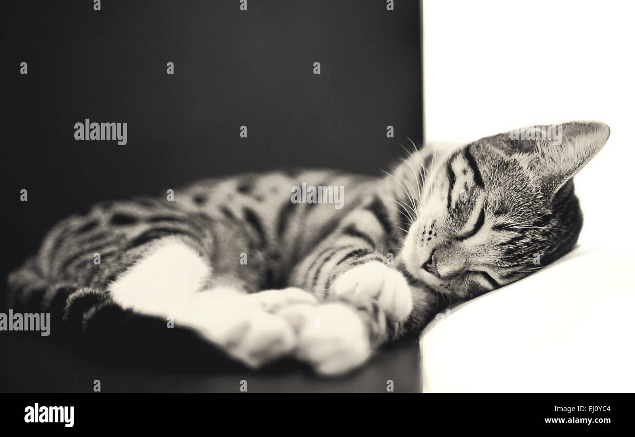 Un gattino dorme secondo la regola dei terzi. Foto Stock